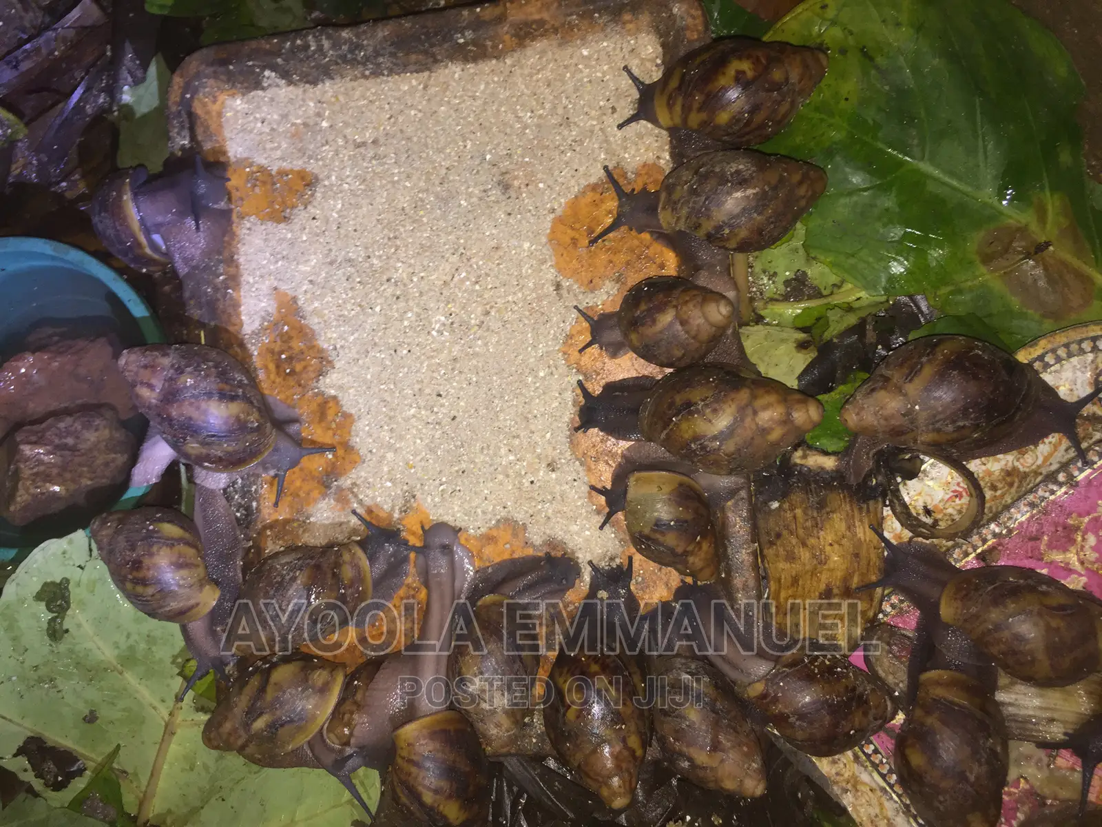 Snail Feed and Snail Rearing