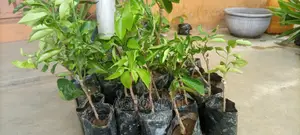 Dwarf Hybrid Orange, Grape, Lemon, Lime, Tangelo, Citrus
