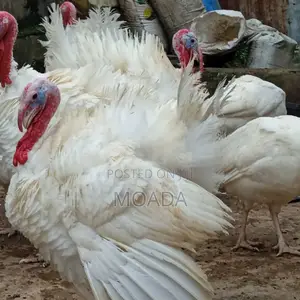 Giant Turkeys