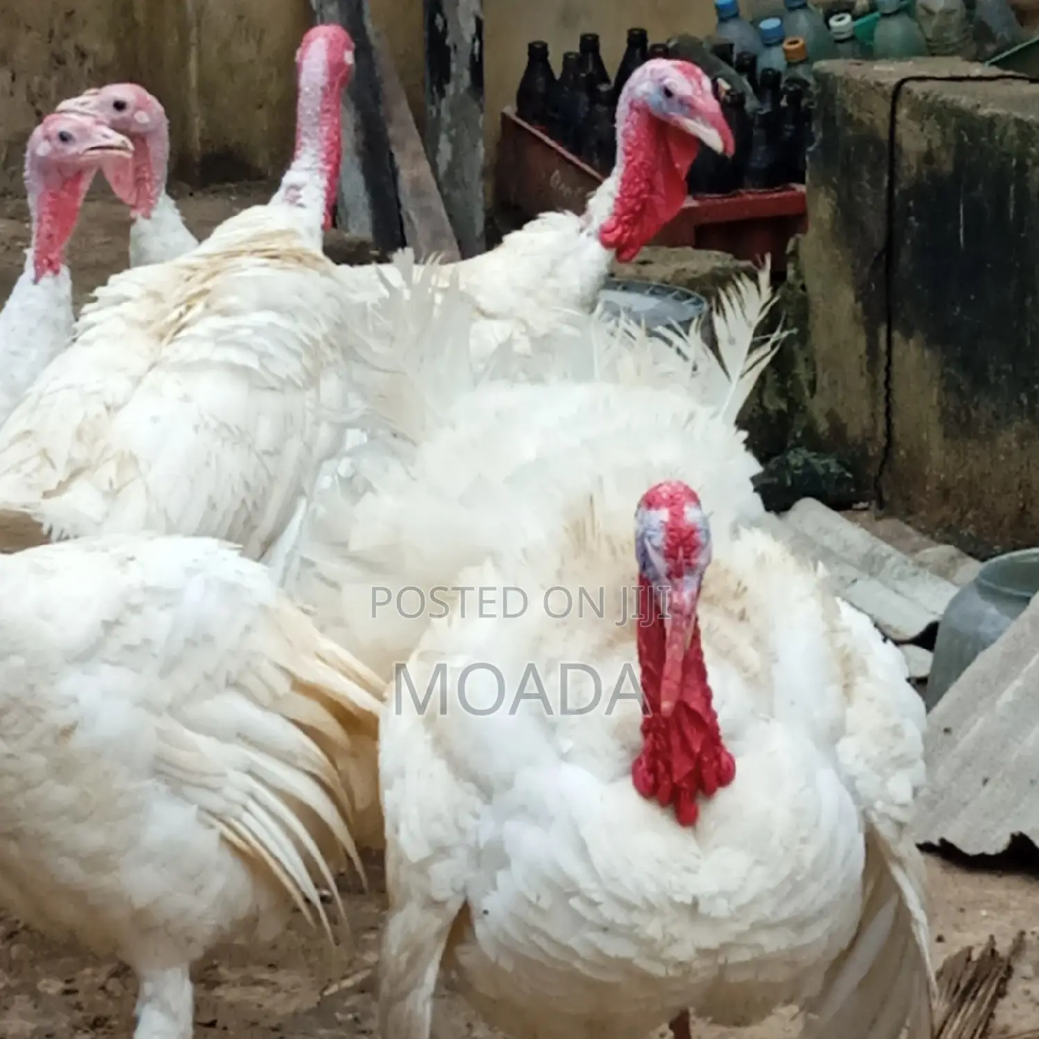 Giant Turkeys