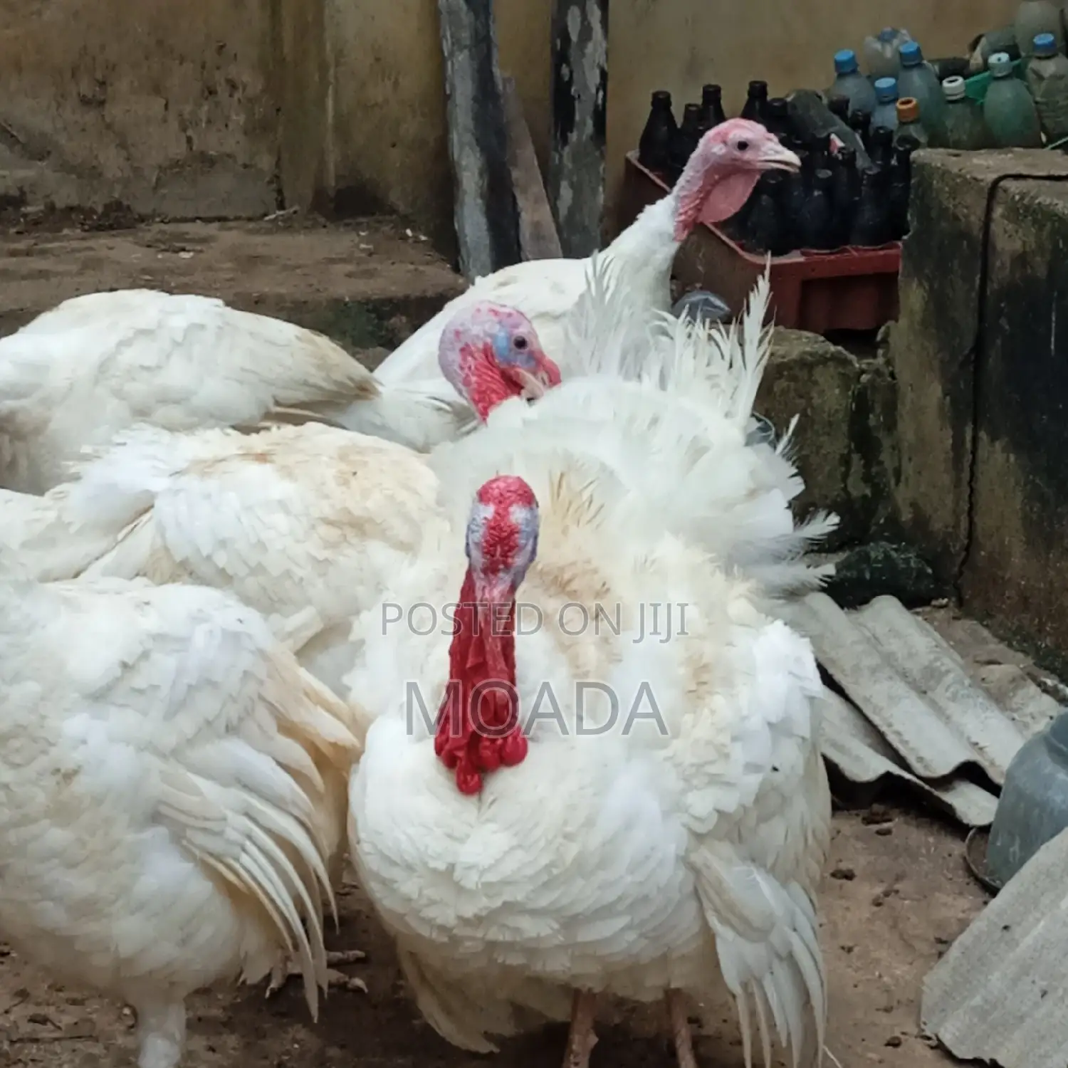Giant Turkeys