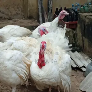 Giant Turkeys
