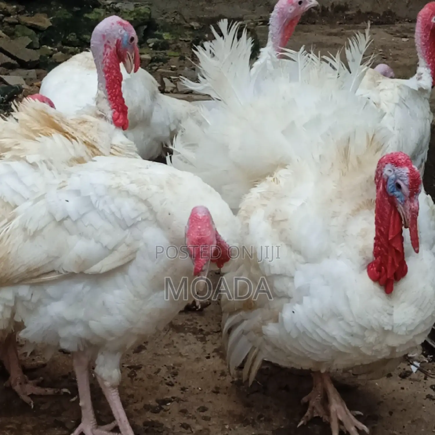 Giant Turkeys