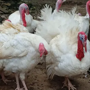 Giant Turkeys