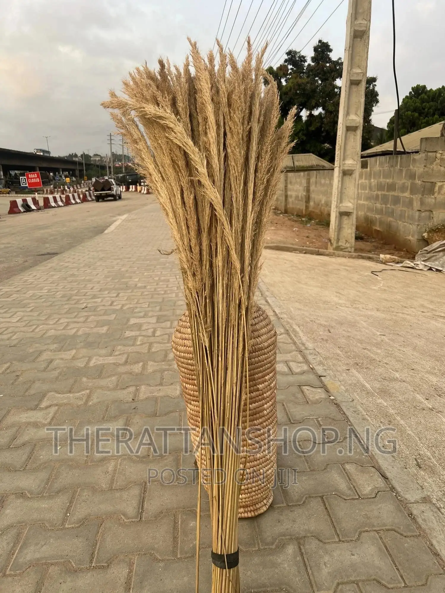 Decorative Pampas Grass