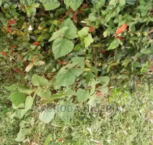 12plots of Land Behind Monastry by Shoprite, Sangotedo Ajah