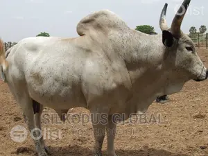 Photo - Cattle/ Cows Healthy