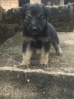 1-3 months Male Purebred German Shepherd