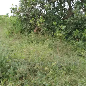 81 Acres of Land for Sale With 3 Years Old Cashew on It