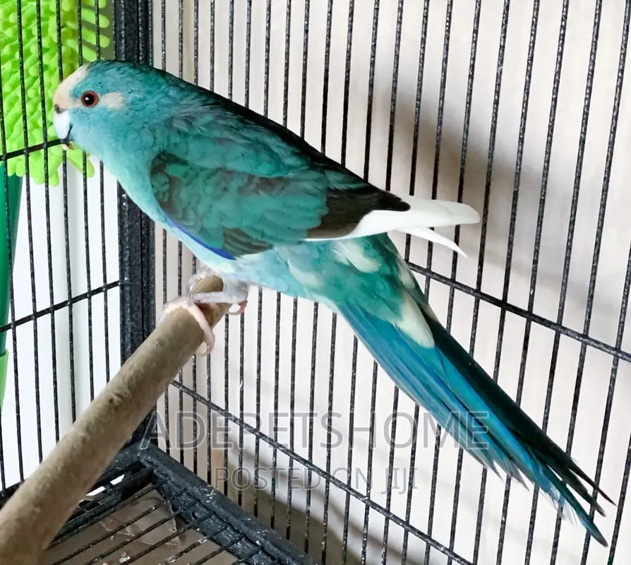 Beautiful Kakariki