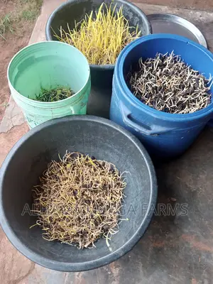 Supergene Palm Seedlings and Sprouted Nuts for Sale