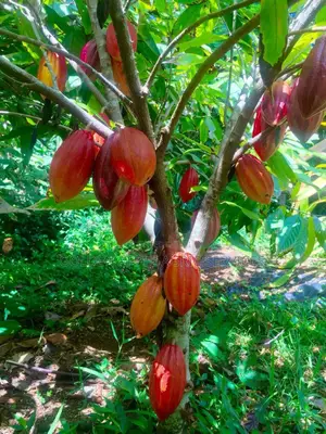 Cocoa Seedlings (Crin Hybrid Tc Series) Fruits in 18 Months