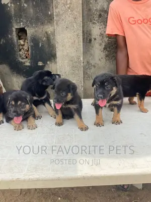 1-3 months Female Purebred German Shepherd