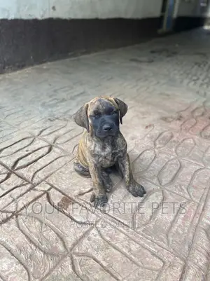1-3 months Male Purebred Boerboel