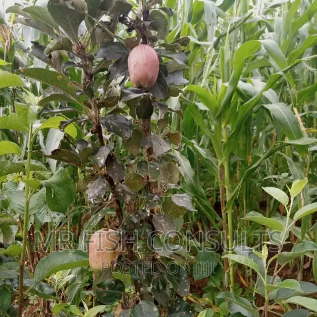 Fruits Seedlings Apple Citrus Grape