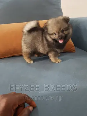 1-3 months Male Purebred Pomeranian