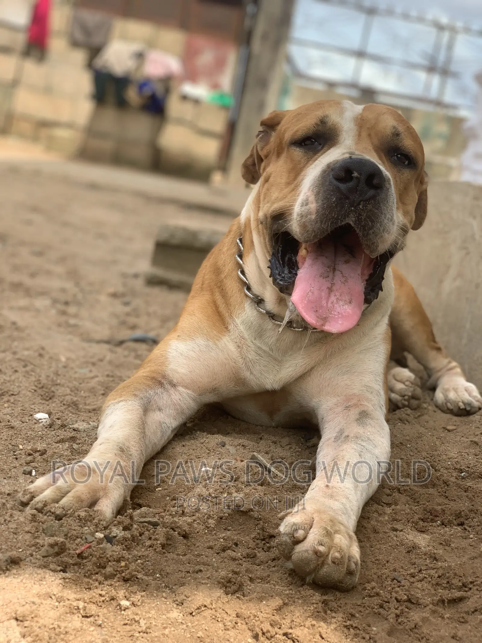 Dogs Veterinary Services