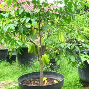 Star Fruit Seedlings