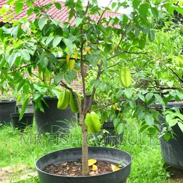 Star Fruit Seedlings