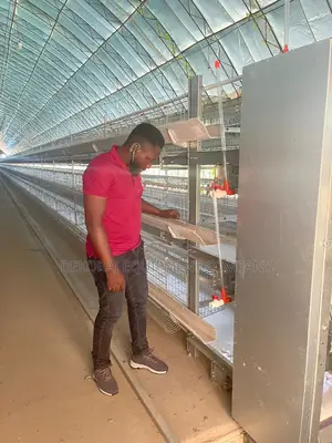 Fully Automated H Type Cage for 120 Broilers With Conveyor