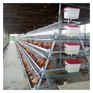 Top-tier Affordability: Imported 160 Birds Layers Cage”