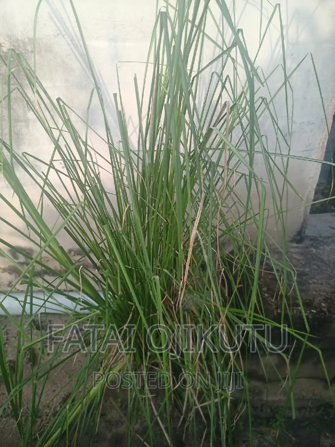 Anti Termites Grass