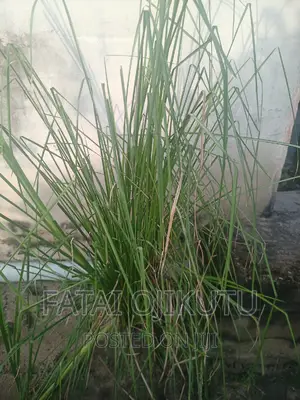 Anti Termites Grass