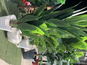 Indoor and Outdoor Plants/Flowers and Pot