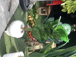 Plants and Flowers With Pot