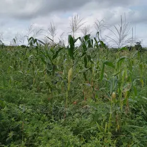 Uprooted Land For Sale At Cheaper Price In Ogun State