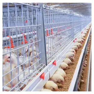 Foreign 120broiler Cage Fromday Old Chick(20+ Years Lifespan