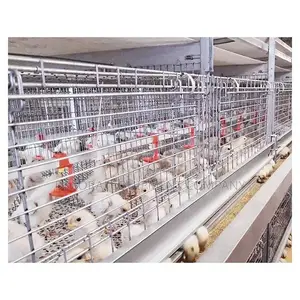 Imported 120 Broiler Cage :High Returns,Drinkers,Eggs