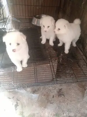 1-3 months Female Purebred American Eskimo