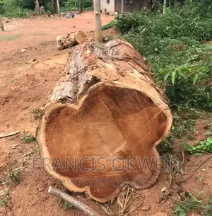 Teak Wood Available
