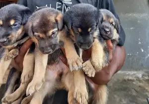 1-3 months Female Purebred German Shepherd