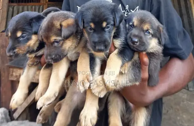 1-3 months Female Purebred German Shepherd in Udu Dogs Puppies