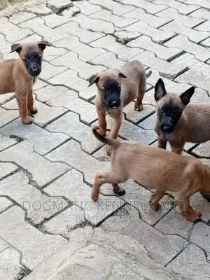 1-3 months Male Purebred Belgian Malinois
