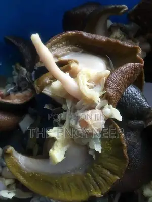 Large Snails for Sale