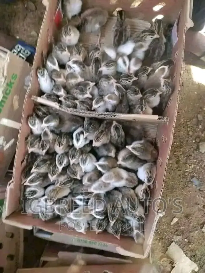 4weeks Well Vaccinated Broilers, Turkey Available for a Deal