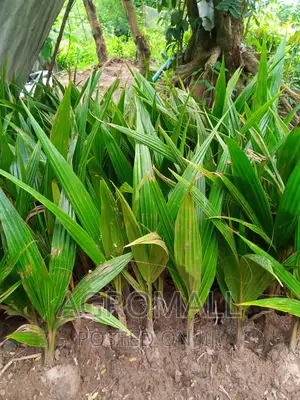 Dwarf Coconut _1 Seedling