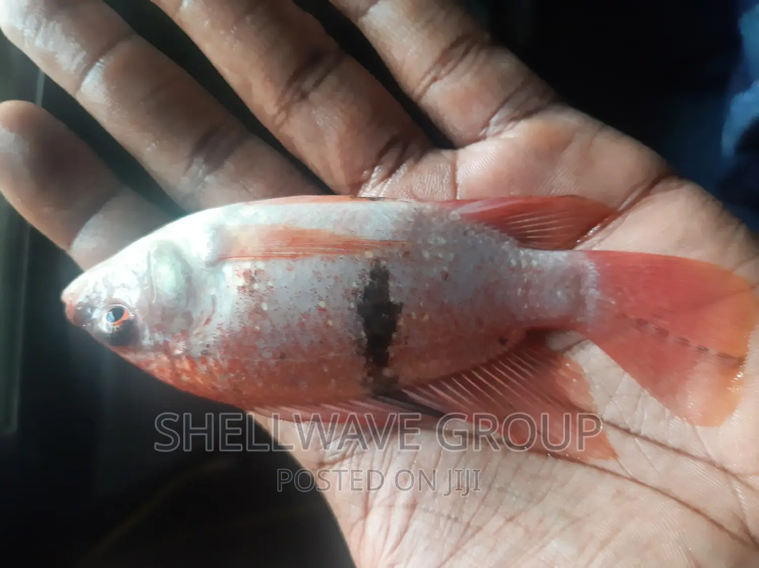 Exotic Red Snapper Fish