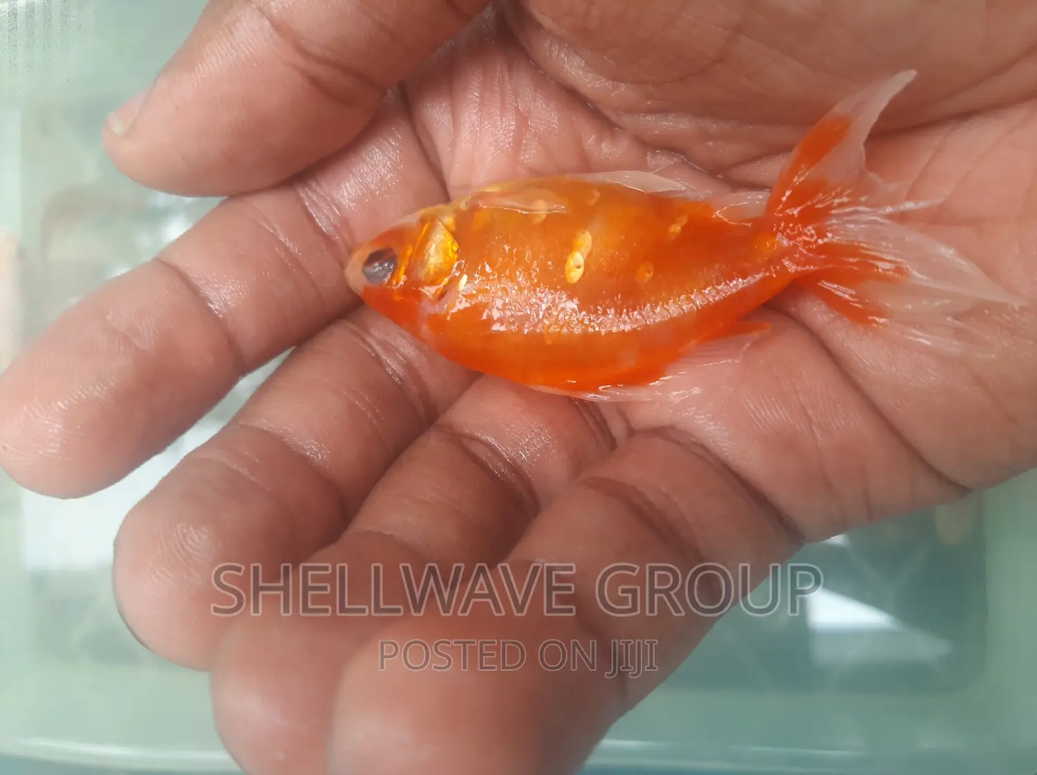 Fancytail Gold Fish