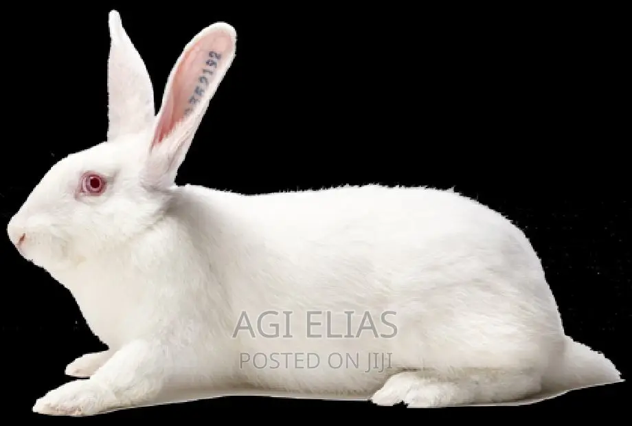 Hyla Big Rabbit