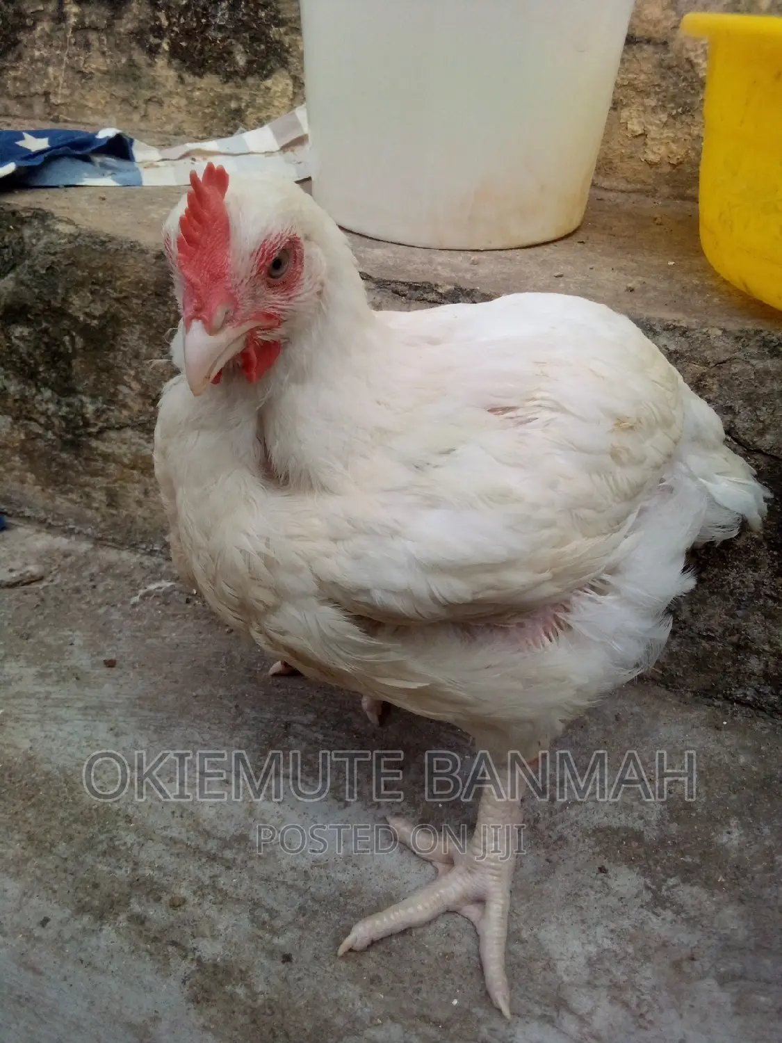 Affordable Organic Chicken
