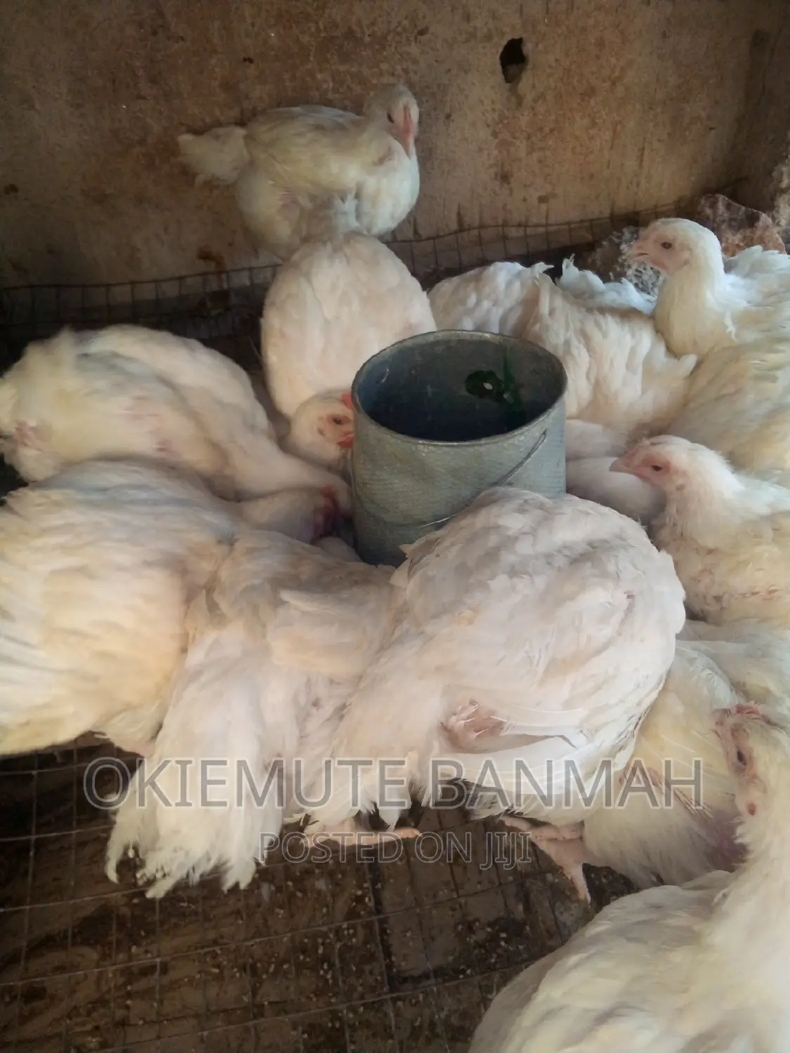 Affordable Organic Chicken