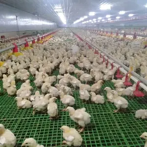 Floor Rearing Crate for Neat Broilers Farming (Per 7.2sq Ft)