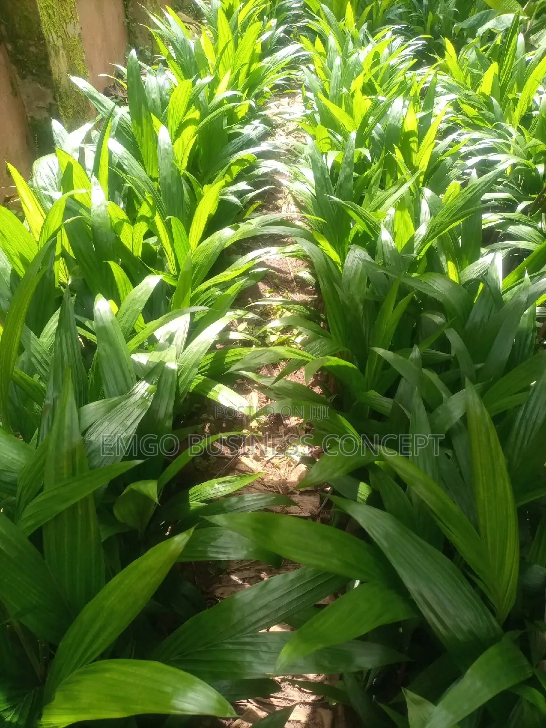Tenera Palm Seeds