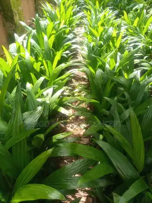 Tenera Palm Seeds