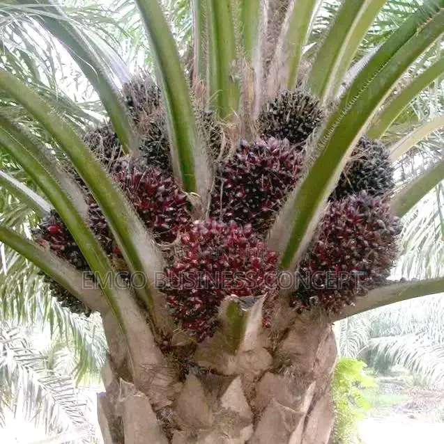 Tenera Palm Seeds
