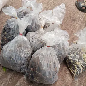 Palm Oil Seeds Tenera Species